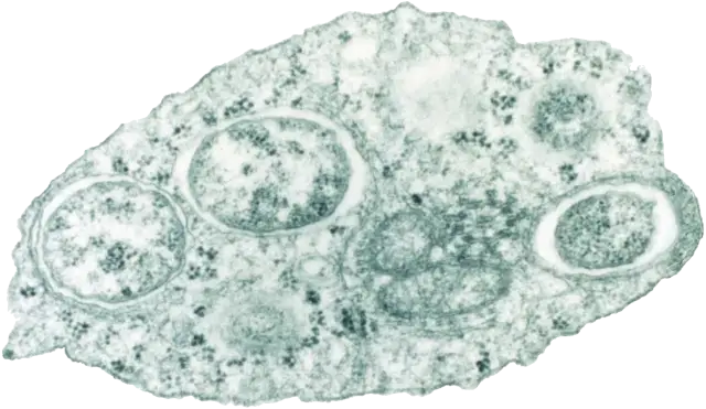 Wolbachia di dalam sel serangga