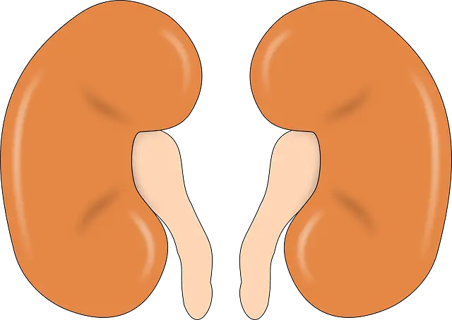 Sepasang Ginjal Tubuh