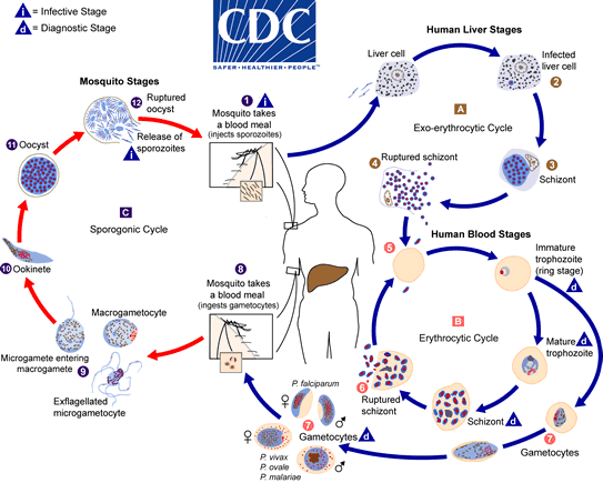 Siklus hidup parasit malaria dari CDC