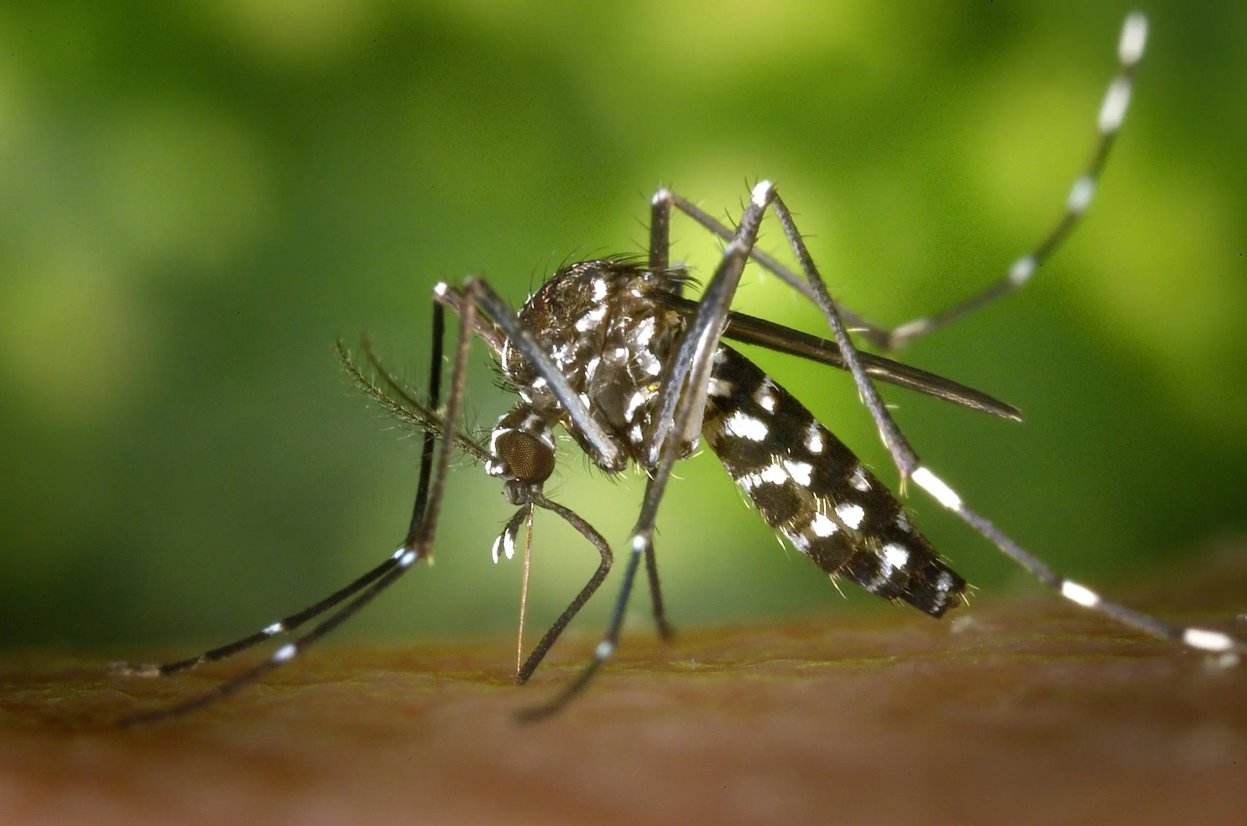 Musim pancaroba tiba, ancaman Demam Berdarah Dengue (DBD) meningkat! Yuk, kenali gejalanya dan simak tips pencegahan DBD paling ampuh dari pakar kesehatan. Jaga keluarga kita!